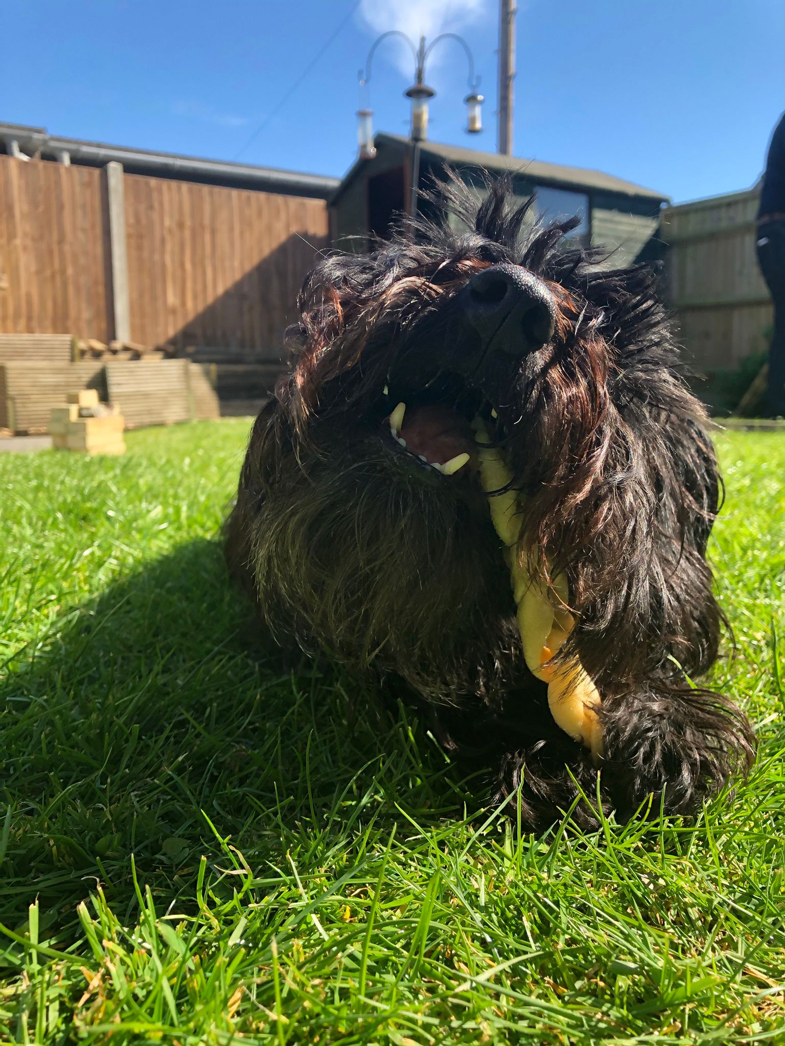 View of The Benefits of Natural, Grain-Free Chews: Why Chewing is Great for Do ...