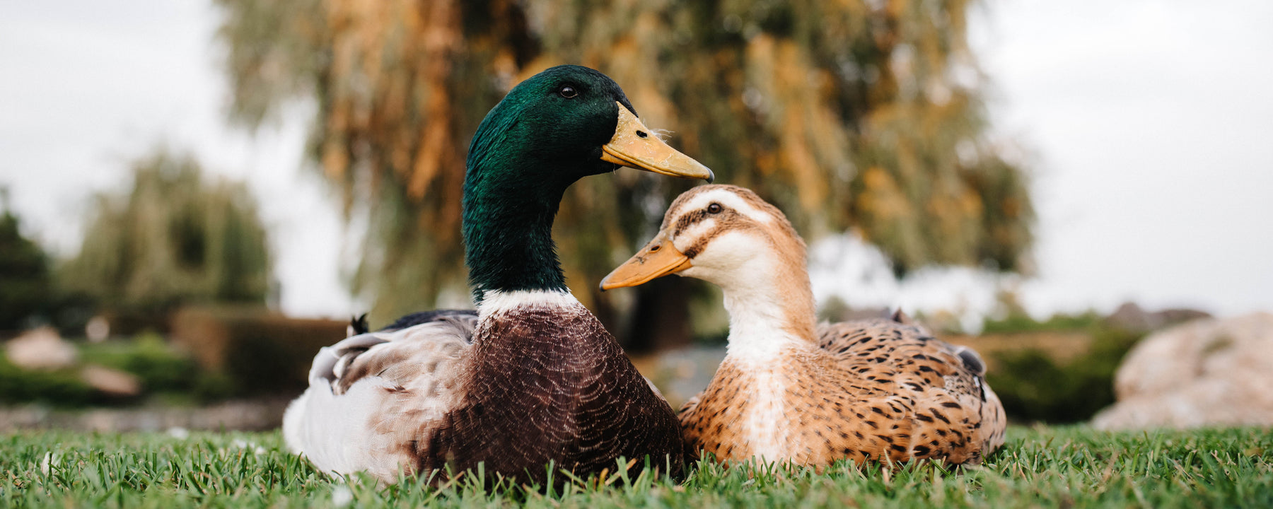 Quackers for Duck Necks 🦆