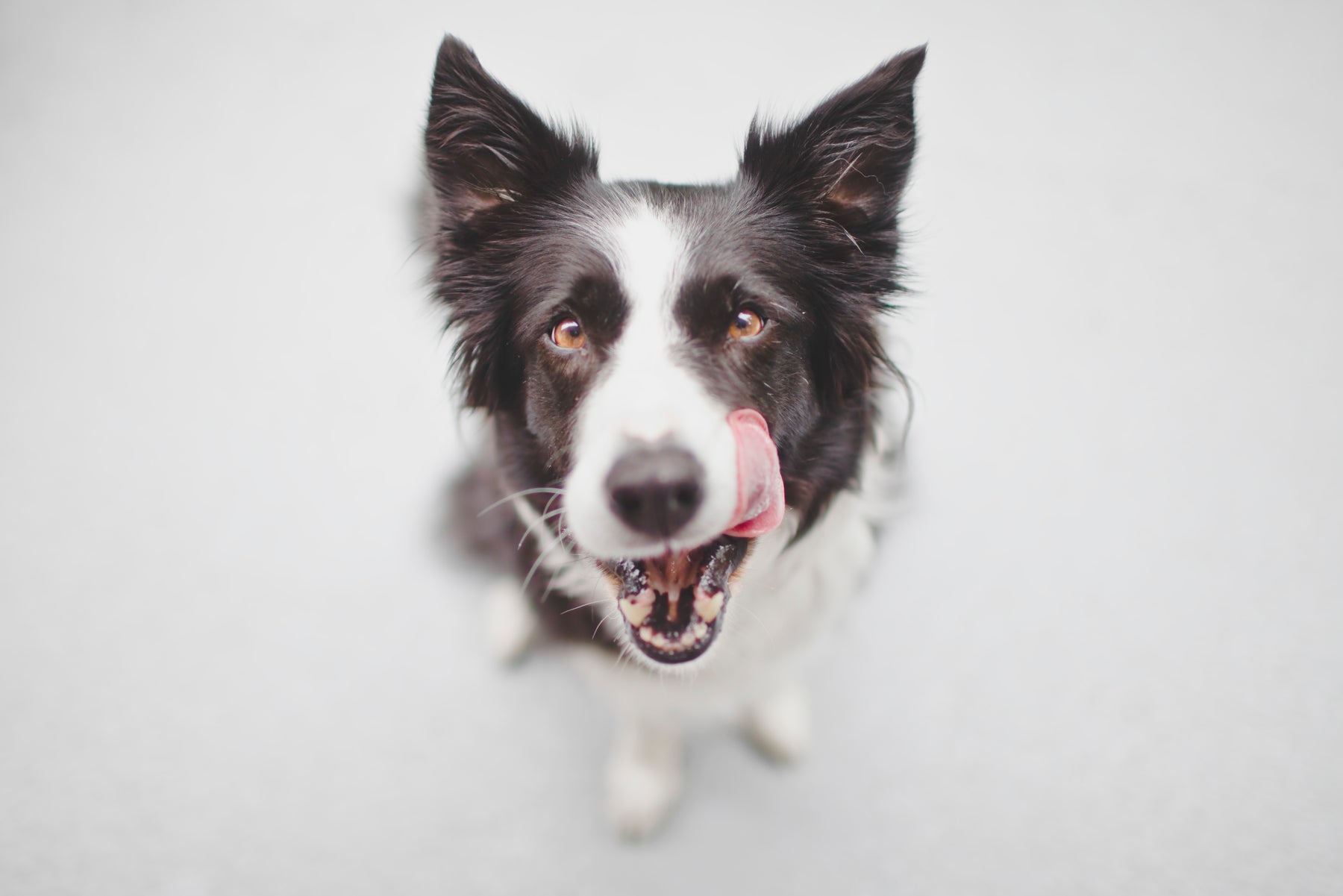 Buffalo Skin Chew