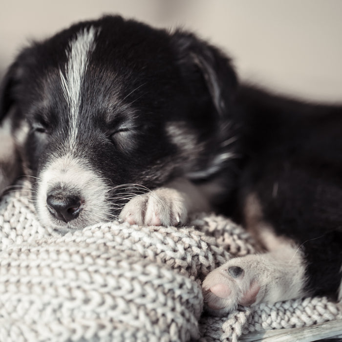 Top Tips For Your New Puppy!