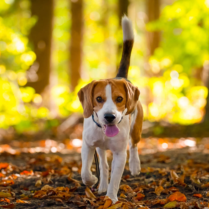 Beef Tails the Natural Long Lasting Chew!