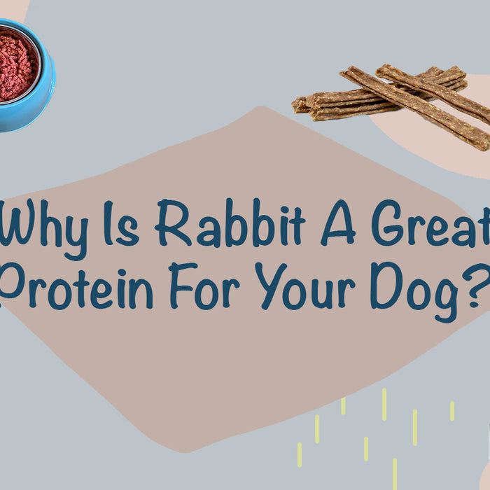 Why Choose Rabbit As A Protein For Dogs?