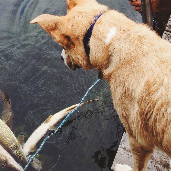Why add fish to your dog's diet?