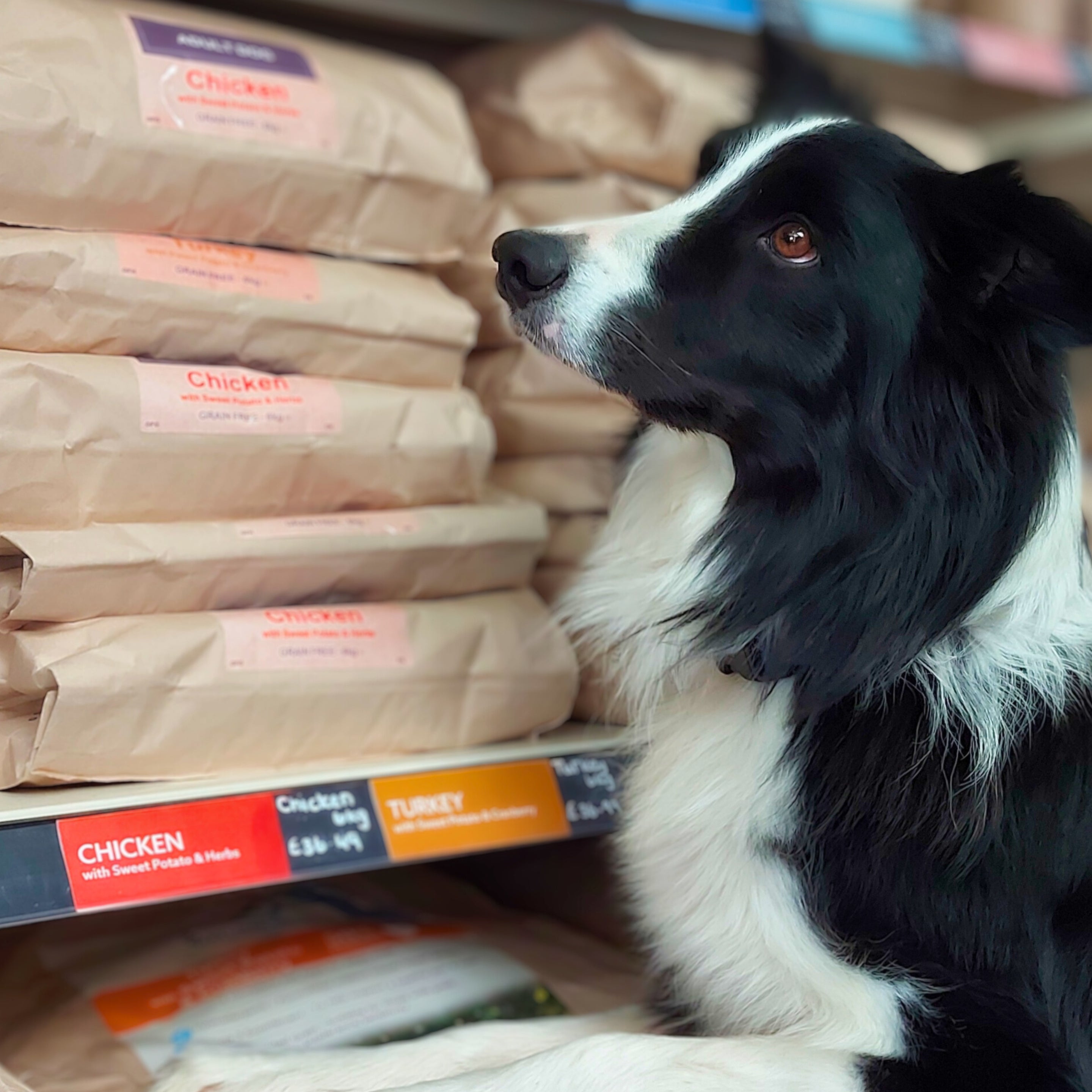 Grain Free Dog Food Healthy Natural Treats Natural Choice Pet Food